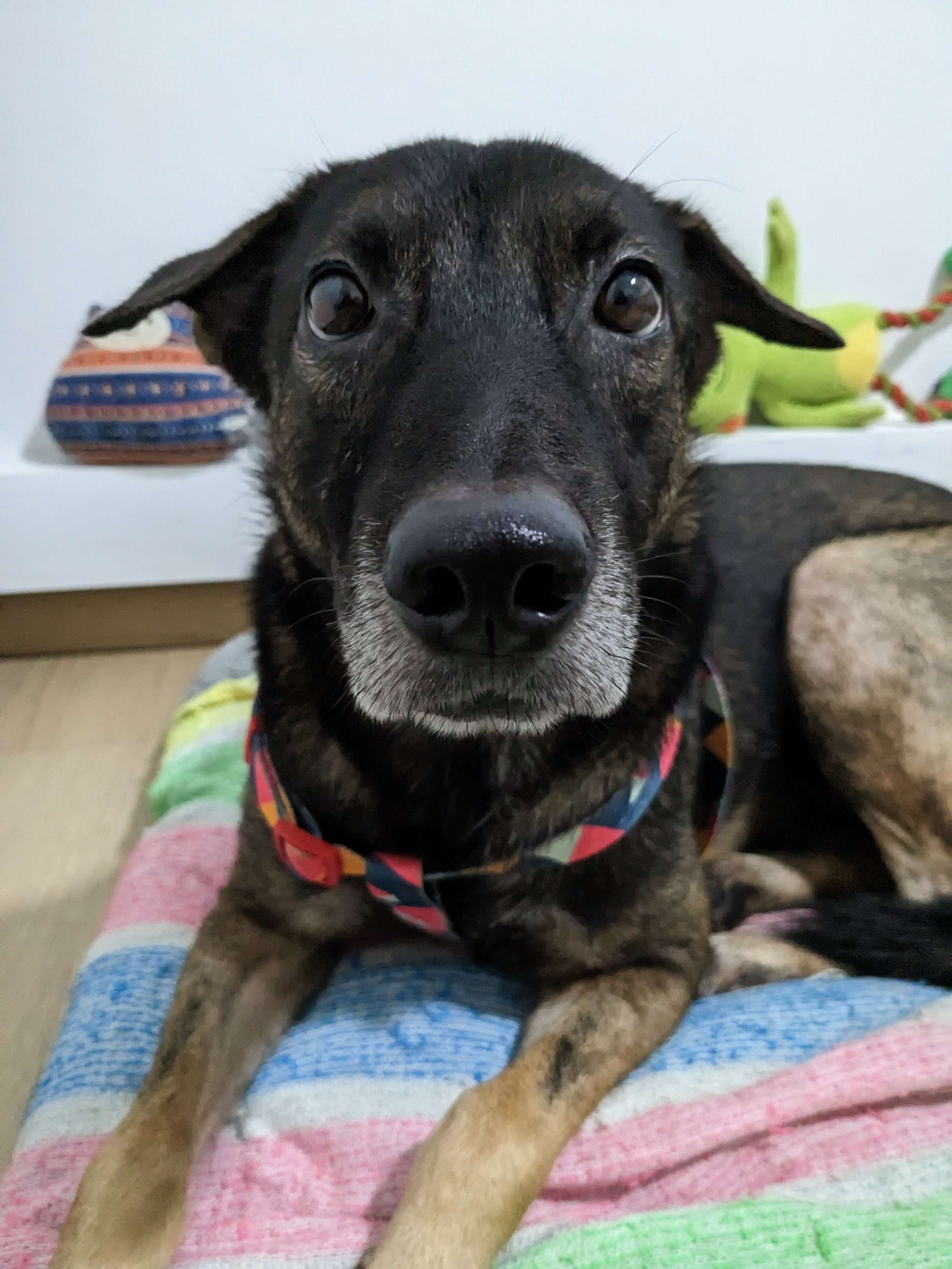 A black and tan dog with a long graying muzzle stares straight into the camera.